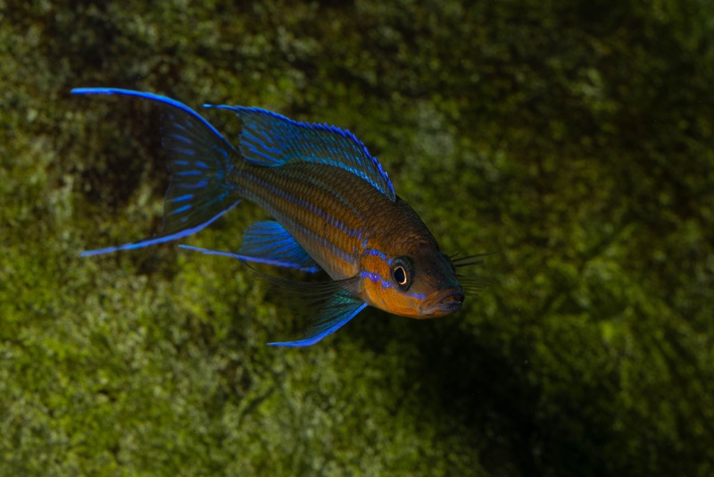 Paracyprichromis nigripinnis 'Kantalamba'